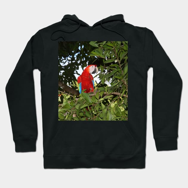 Scarlet Macaw Hoodie by Carole-Anne